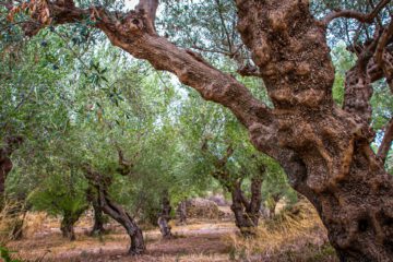 Old Olive Tree in a Olive Grove. Oliveoil